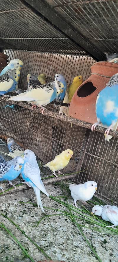 Active AND Healthy bird ready to breed!