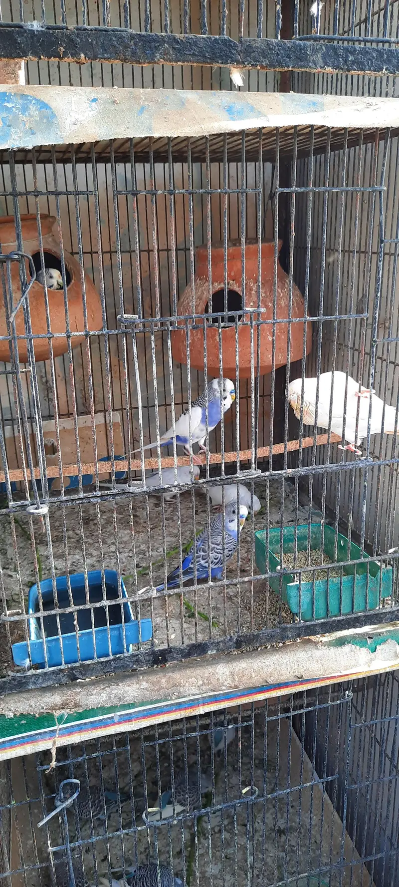 Active AND Healthy bird ready to breed! — photo 2