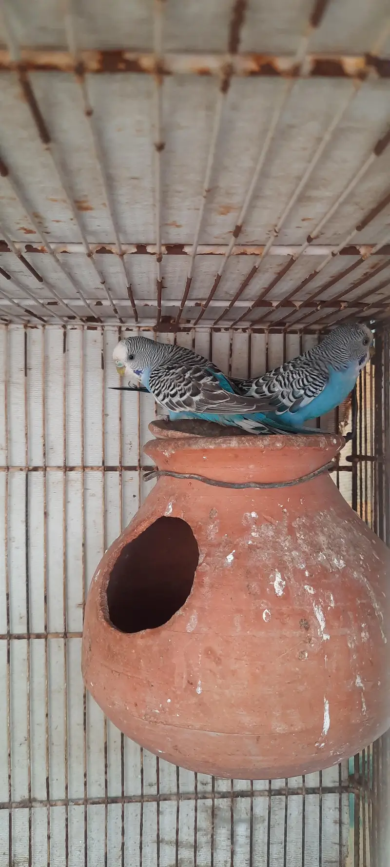 Active AND Healthy bird ready to breed! — photo 3