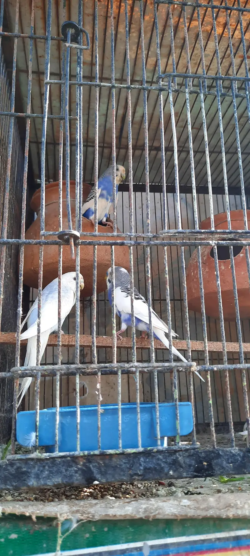 Active AND Healthy bird ready to breed! — photo 4