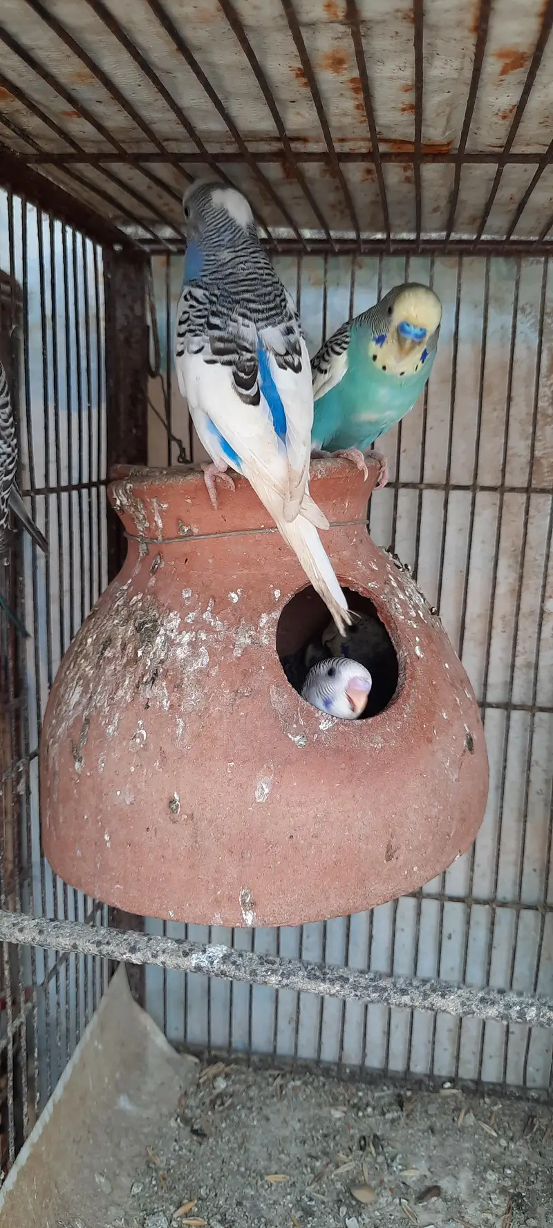 Active AND Healthy bird ready to breed! — photo 5