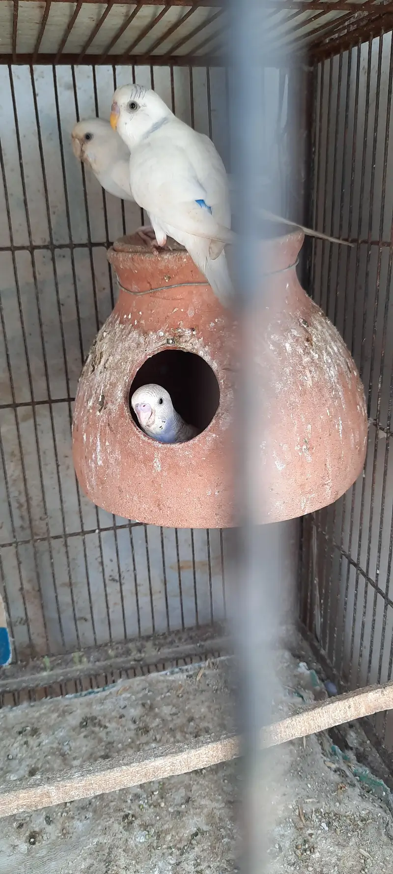 Active AND Healthy bird ready to breed! — photo 6