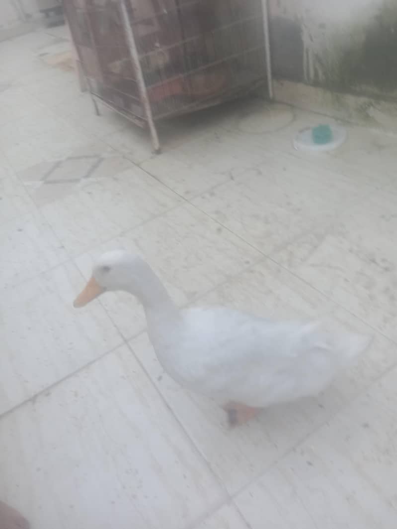 saleduck 0