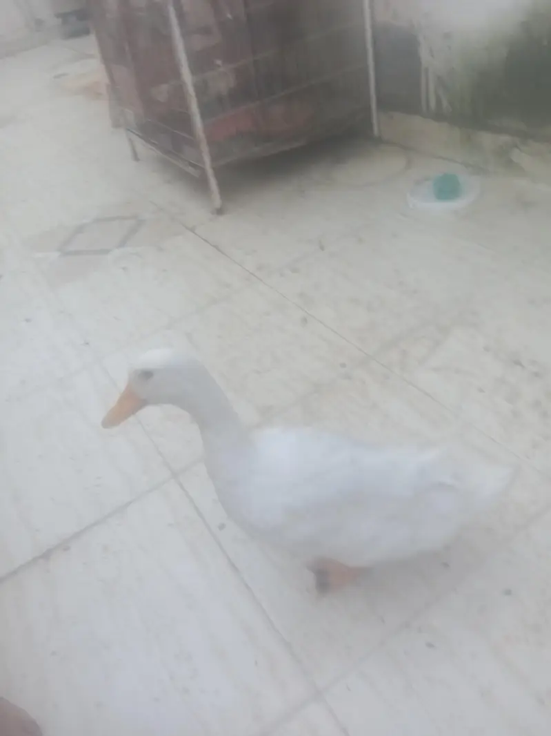 saleduck