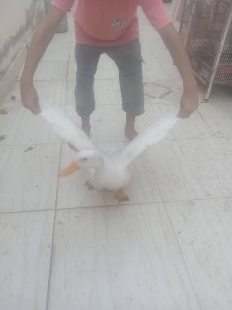 saleduck 1