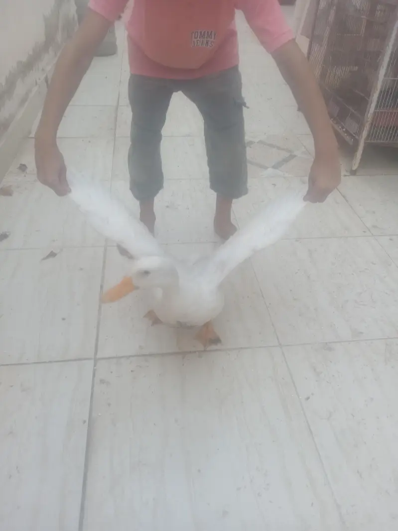 saleduck — photo 2