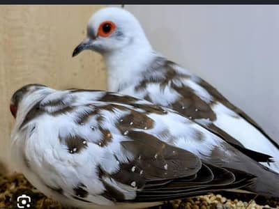 3 red pied dove 2 diamond pied dove one pair silver pied to red pied