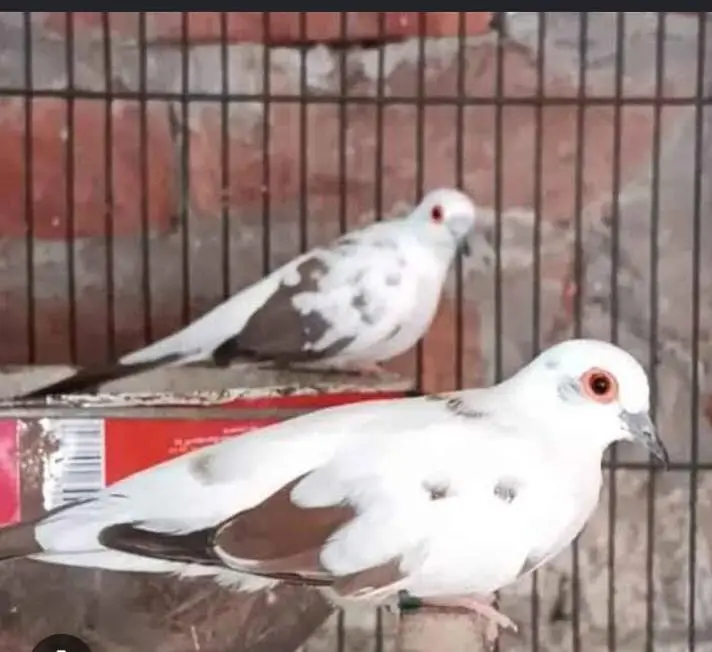 3 red pied dove 2 diamond pied dove one pair silver pied to red pied — photo 2