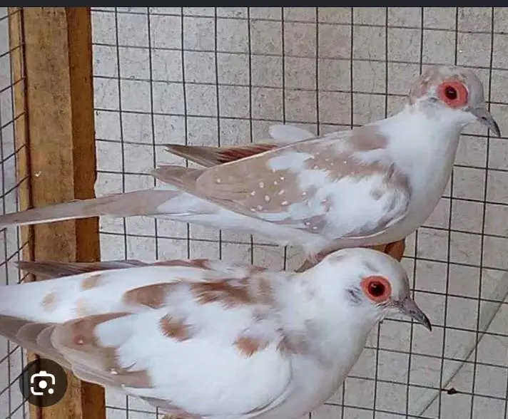 3 red pied dove 2 diamond pied dove one pair silver pied to red pied — photo 3