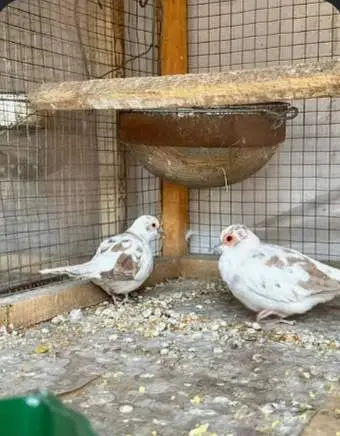 3 red pied dove 2 diamond pied dove one pair silver pied to red pied — photo 4