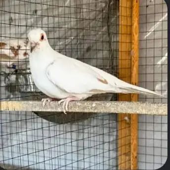 3 red pied dove 2 diamond pied dove one pair silver pied to red pied — photo 5