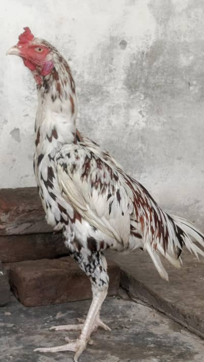 HIGHT QUALITY SINDHI ASEEL BREEDER PAIR AGE 10 MONTH