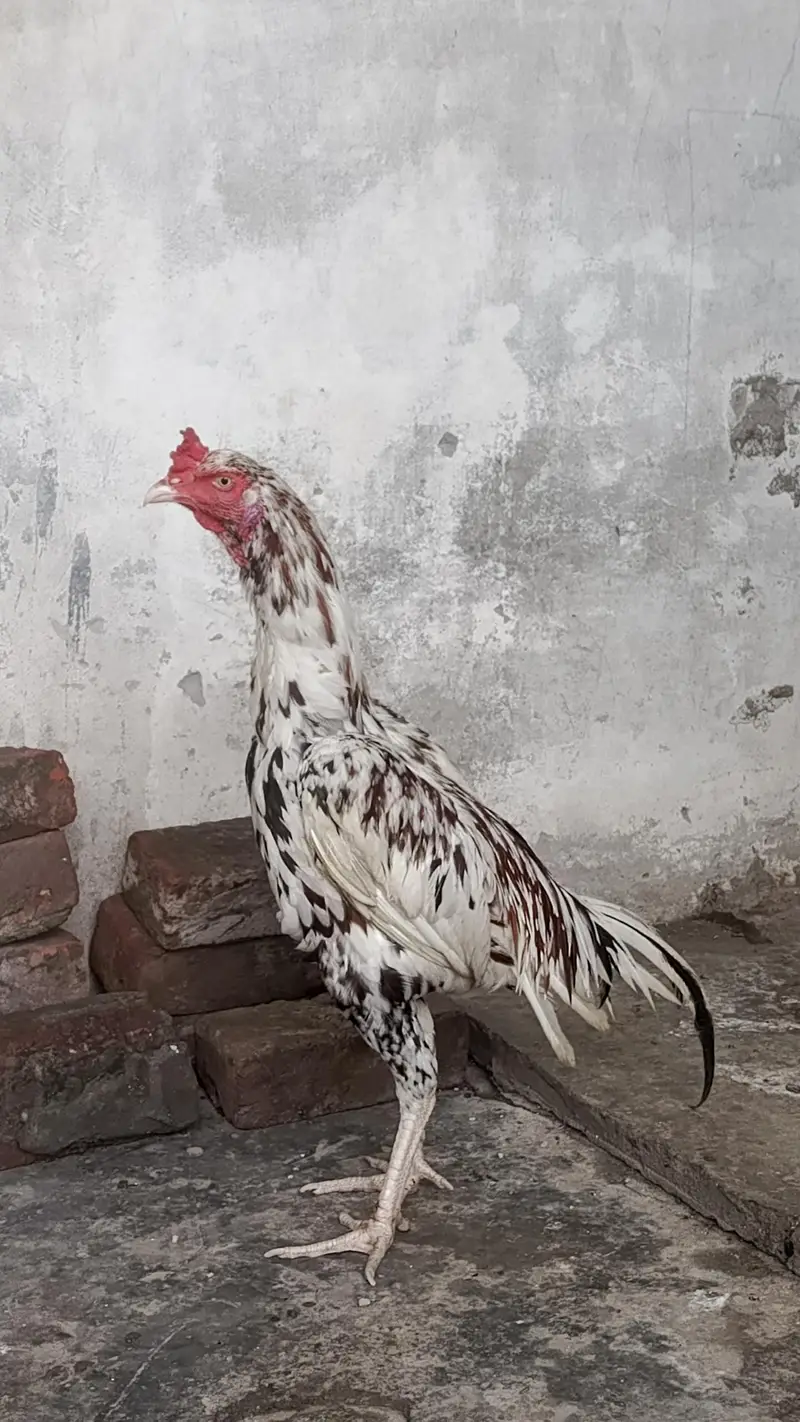 HIGHT QUALITY SINDHI ASEEL BREEDER PAIR AGE 10 MONTH — photo 2