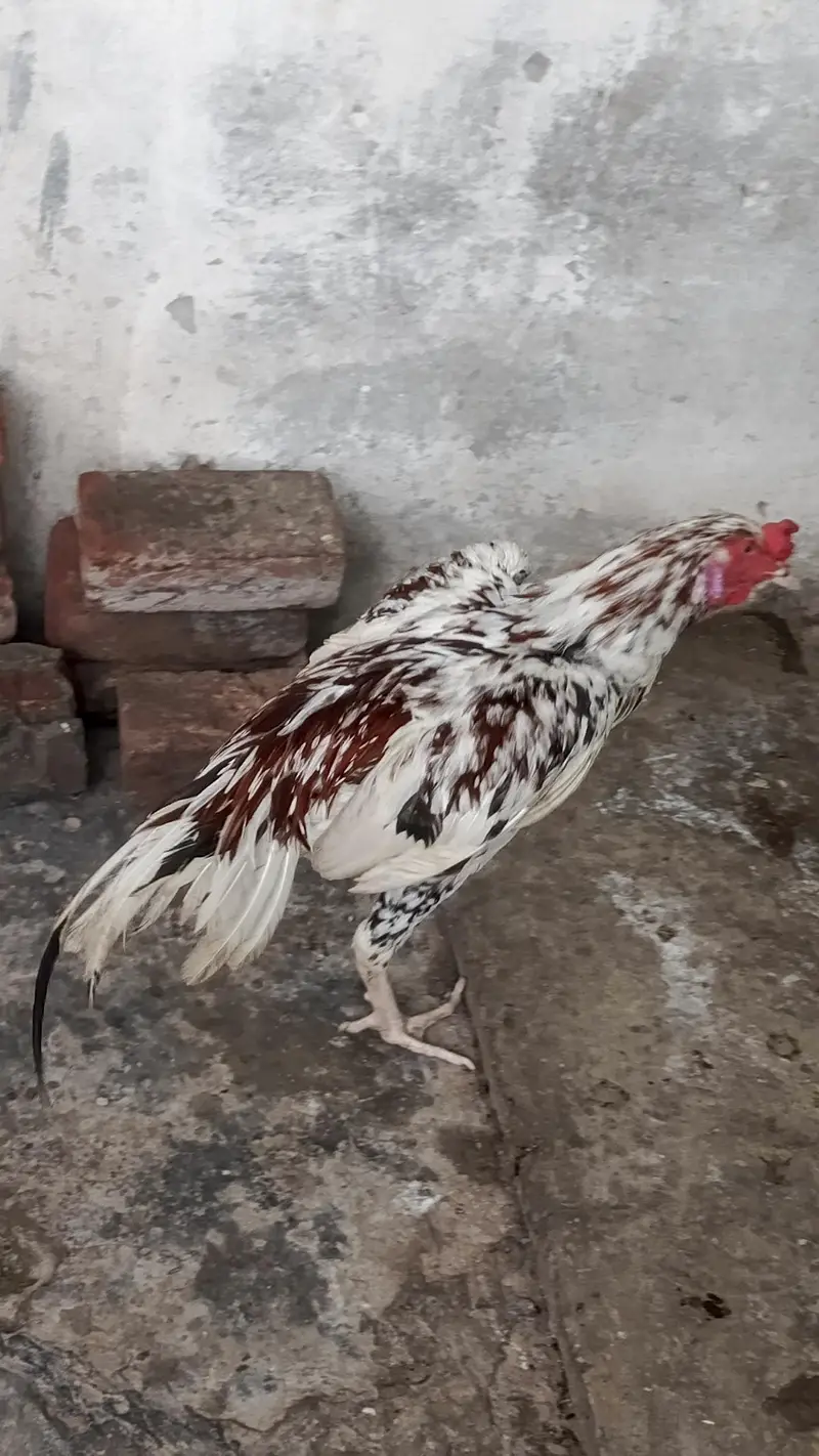 HIGHT QUALITY SINDHI ASEEL BREEDER PAIR AGE 10 MONTH — photo 3