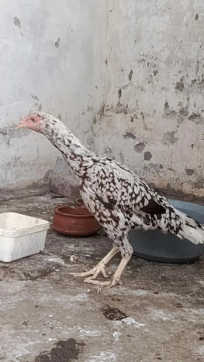 HIGHT QUALITY SINDHI ASEEL BREEDER PAIR AGE 10 MONTH — photo 4