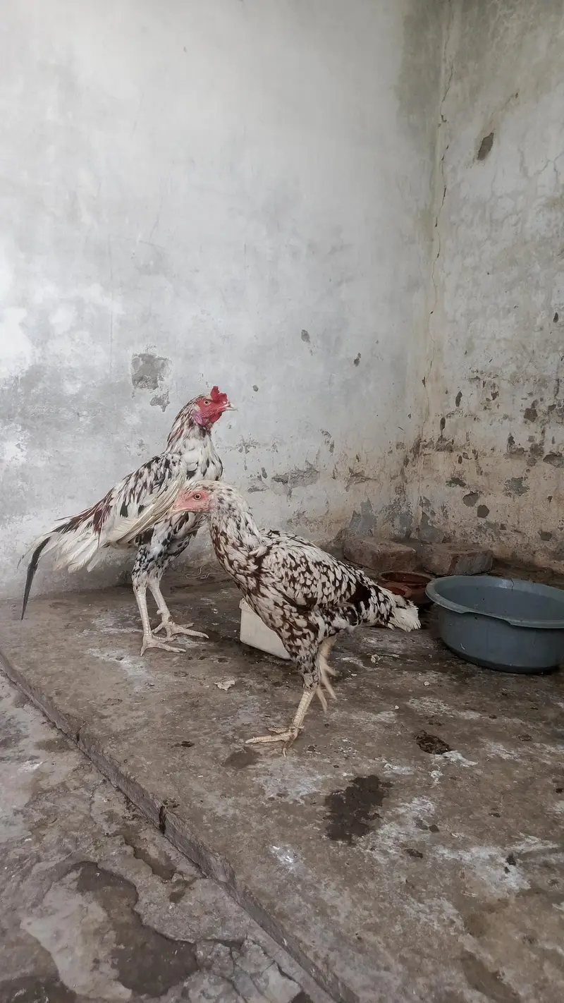 HIGHT QUALITY SINDHI ASEEL BREEDER PAIR AGE 10 MONTH — photo 5