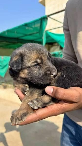 German shapird Puppy