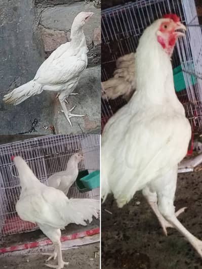 aseel heera white parmouz pair 11000  o3017104771 cal wts ap