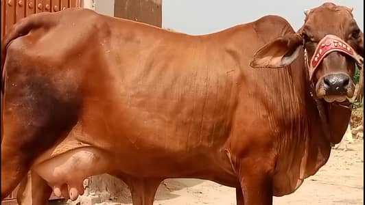 pure cholistani cow for sale
