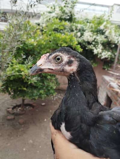 Mianwali Aseel chicks
