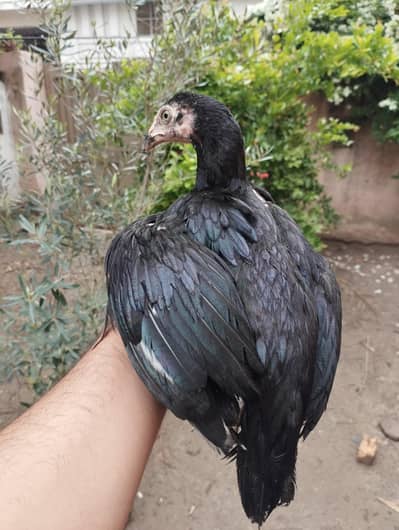 Mianwali Aseel chicks