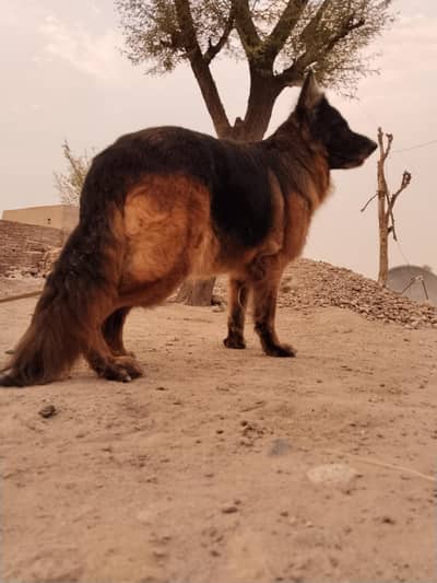 German Shepherd