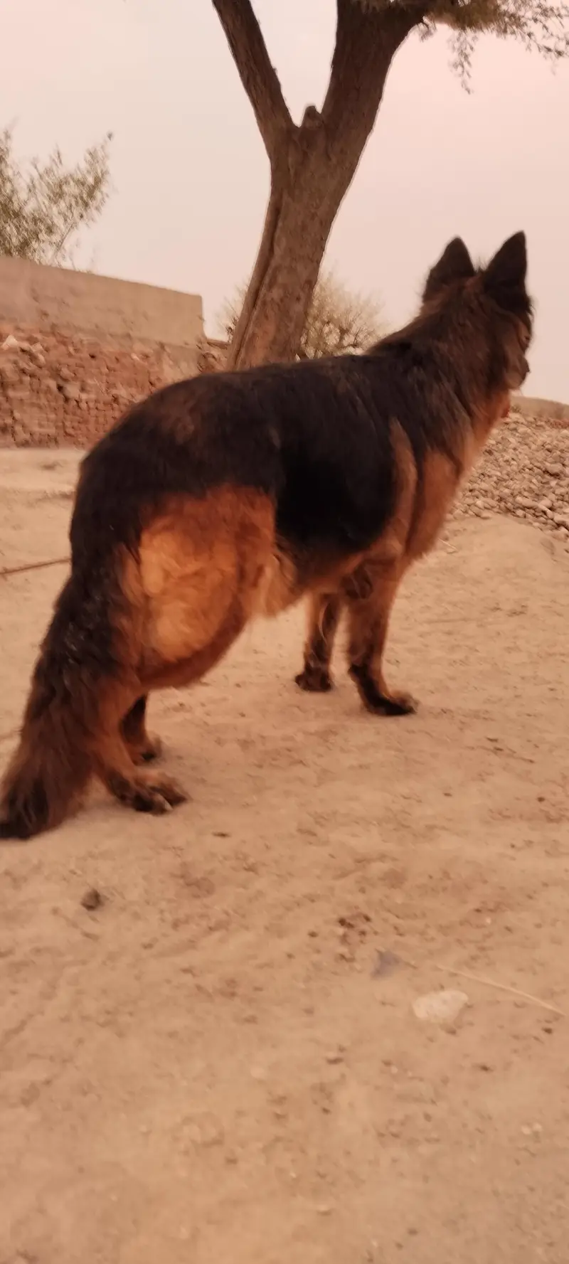 German Shepherd — photo 2