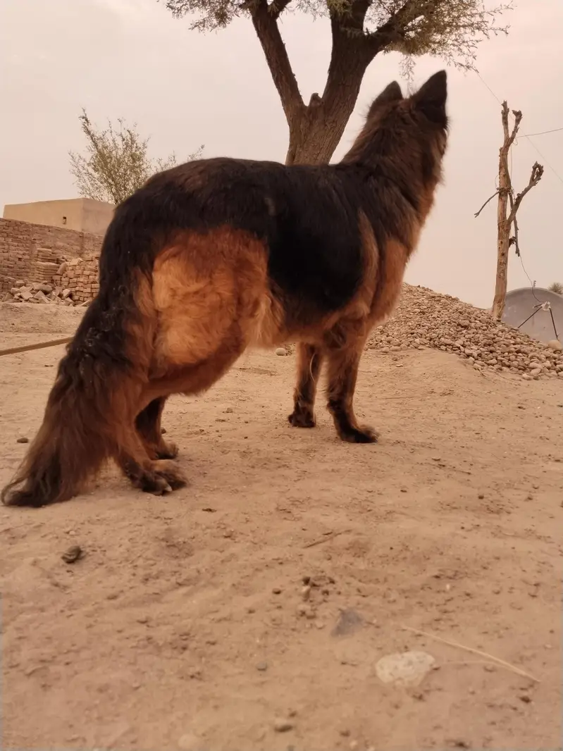 German Shepherd — photo 3