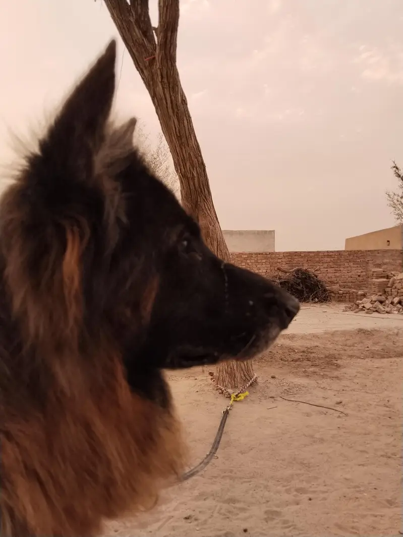 German Shepherd — photo 4