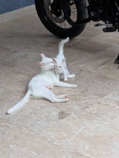 Kittens and mother