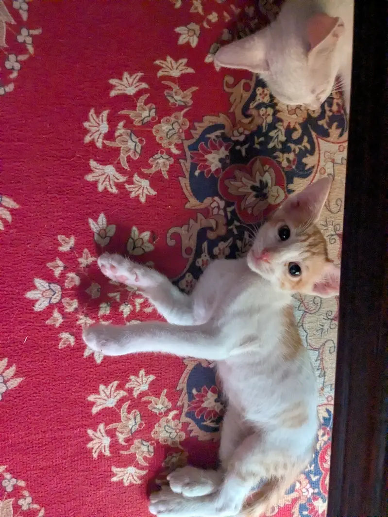 Kittens and mother — photo 2