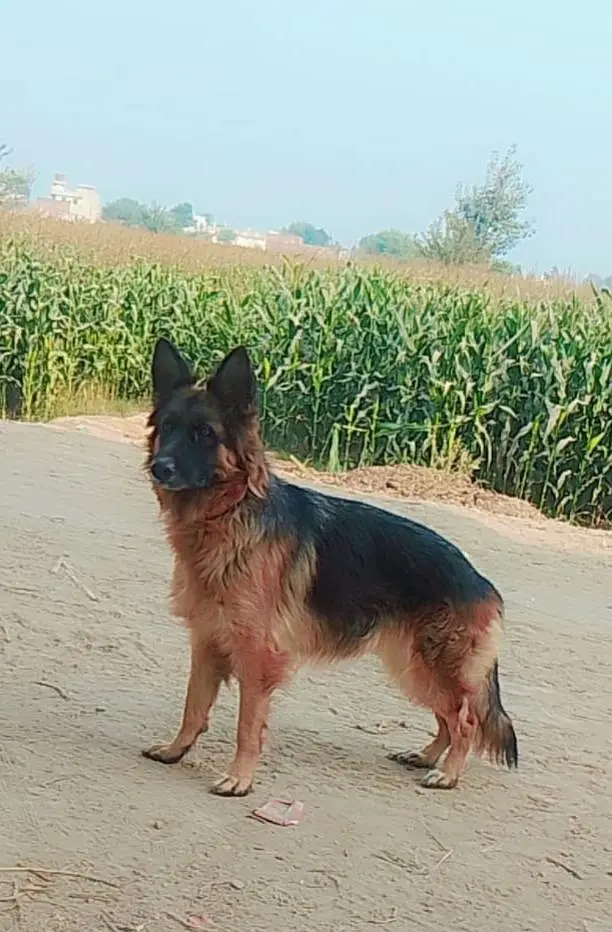 German Shepherd Long Coat — photo 3