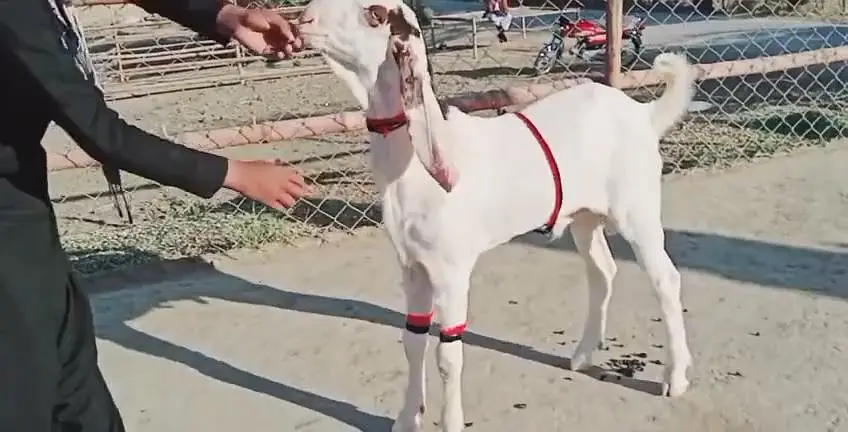 desi Bakra for sale//03364988962 — photo 2