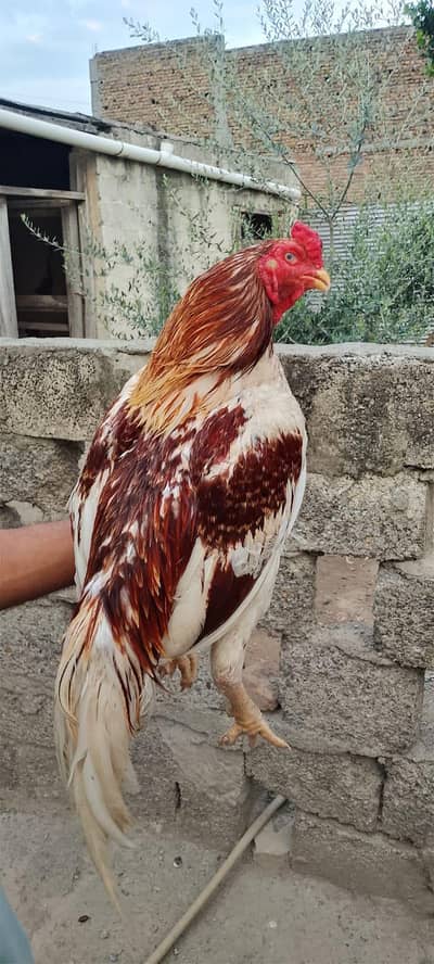 Heera