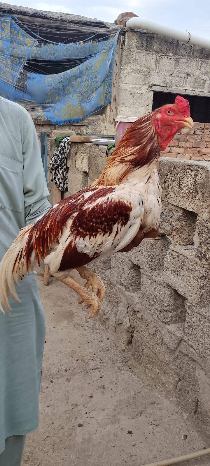 Heera 1