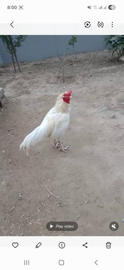 aseel white 1 murgha and 2 females breeder aur aik pthi 3 mah ki 2000