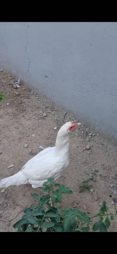 aseel white 1 murgha and 2 females breeder aur aik pthi 3 mah ki 2000