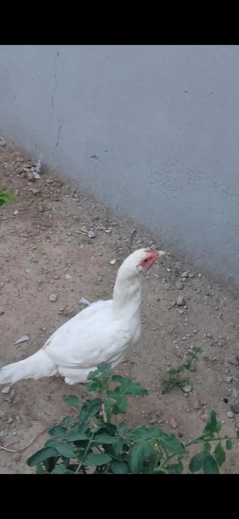 aseel white 1 murgha and 2 females breeder aur aik pthi 3 mah ki 2000 — photo 2