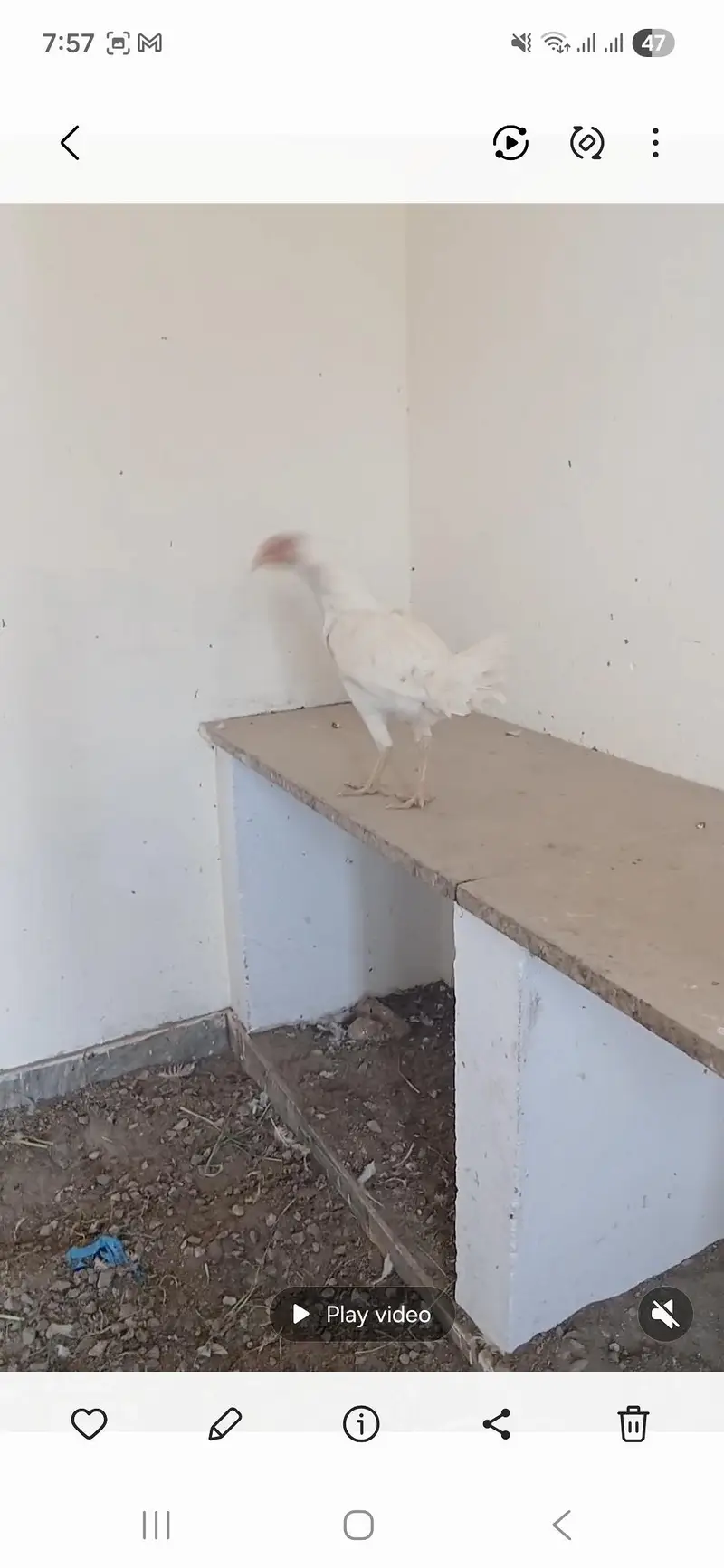 aseel white 1 murgha and 2 females breeder aur aik pthi 3 mah ki 2000 — photo 3