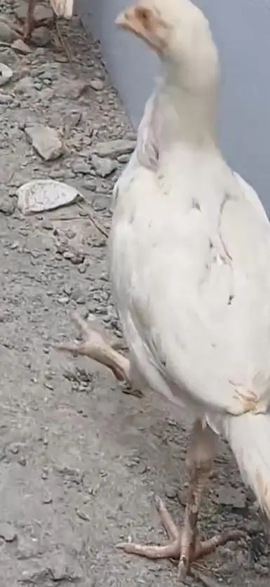 aseel white 1 murgha and 2 females breeder aur aik pthi 3 mah ki 2000 — photo 4