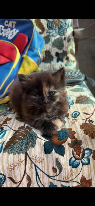 Persian Triple coat cat for sale