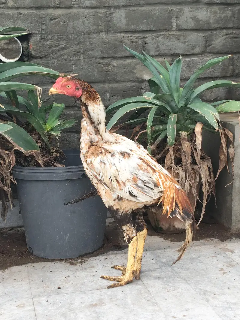 Aseel thai mianwali for sale all stock — photo 2