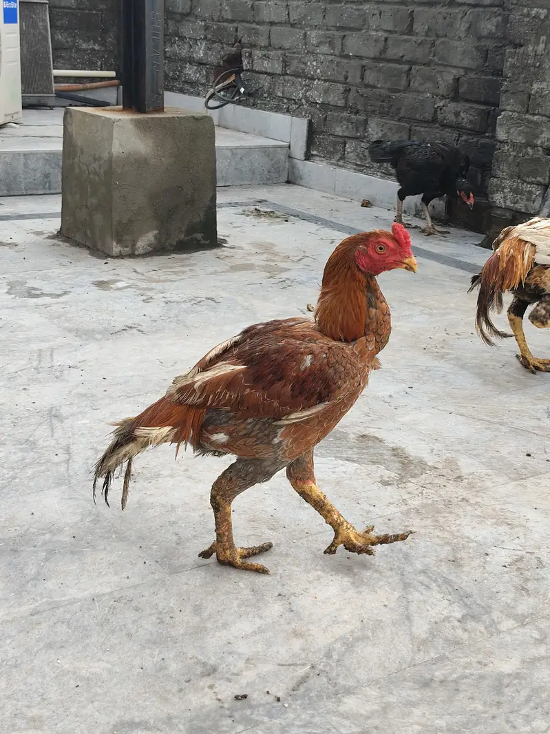 Aseel thai mianwali for sale all stock — photo 3