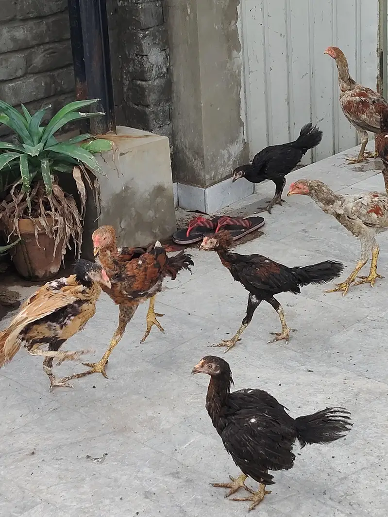 Aseel thai mianwali for sale all stock — photo 9