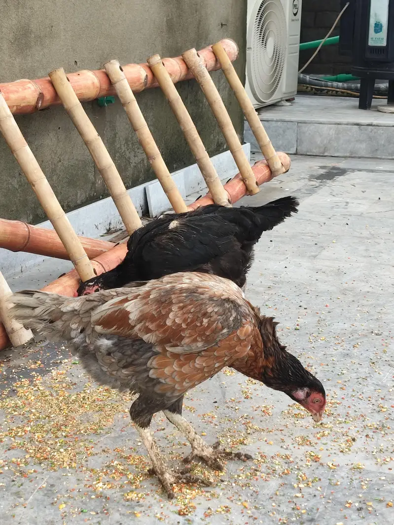 Aseel thai mianwali for sale all stock — photo 11