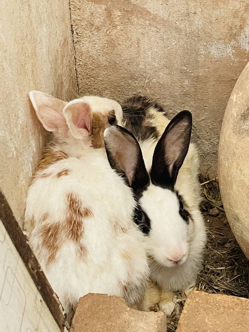 Couples 7