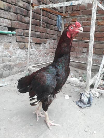 aseel murga for sell 1eye a sell 03258256903