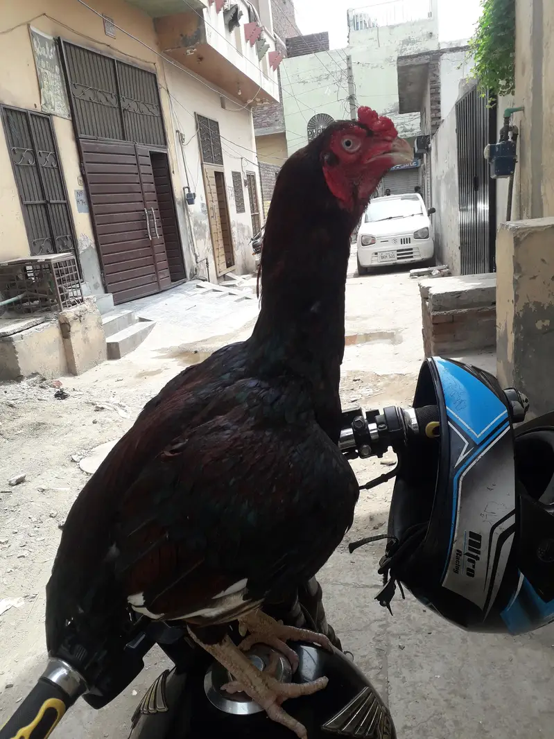 aseel murga for sell 1eye a sell 03258256903 — photo 2