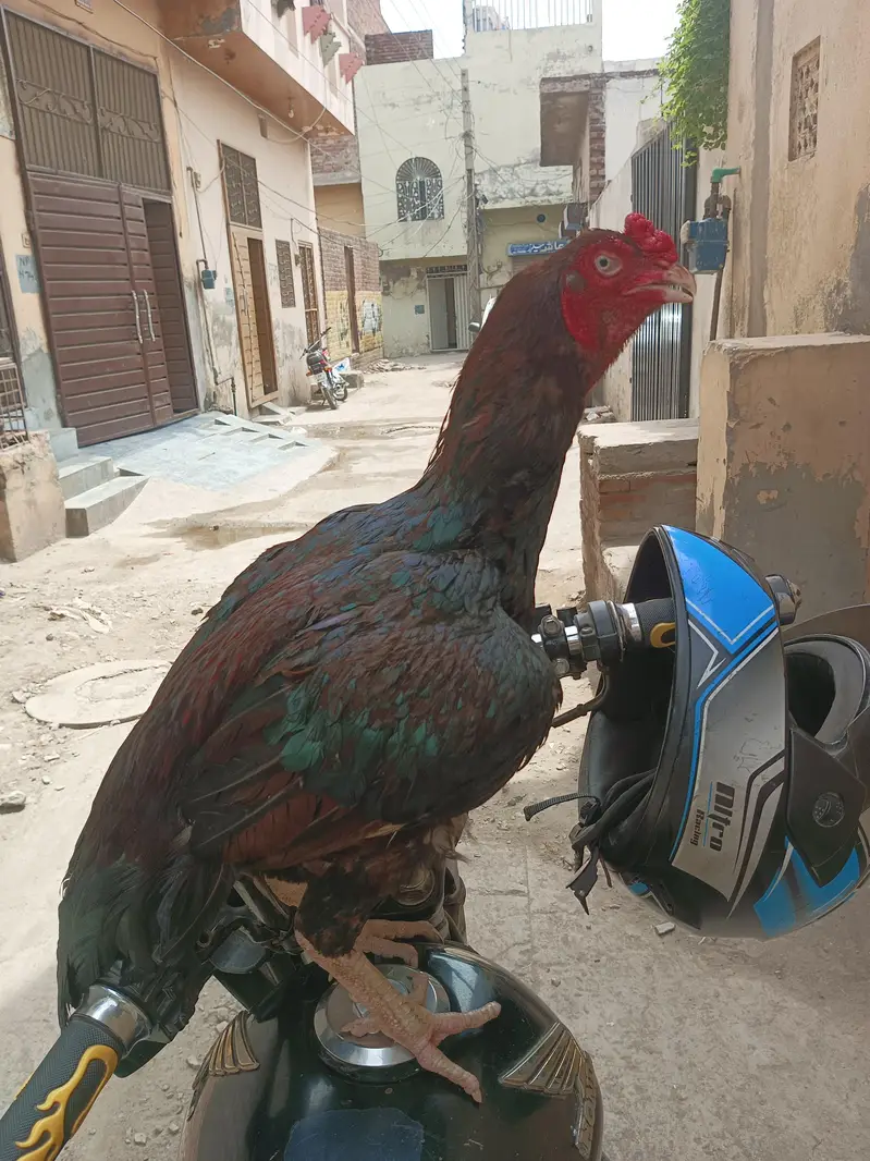 aseel murga for sell 1eye a sell 03258256903 — photo 3