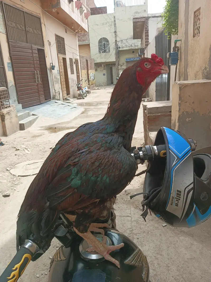 aseel murga for sell 1eye a sell 03258256903 — photo 4